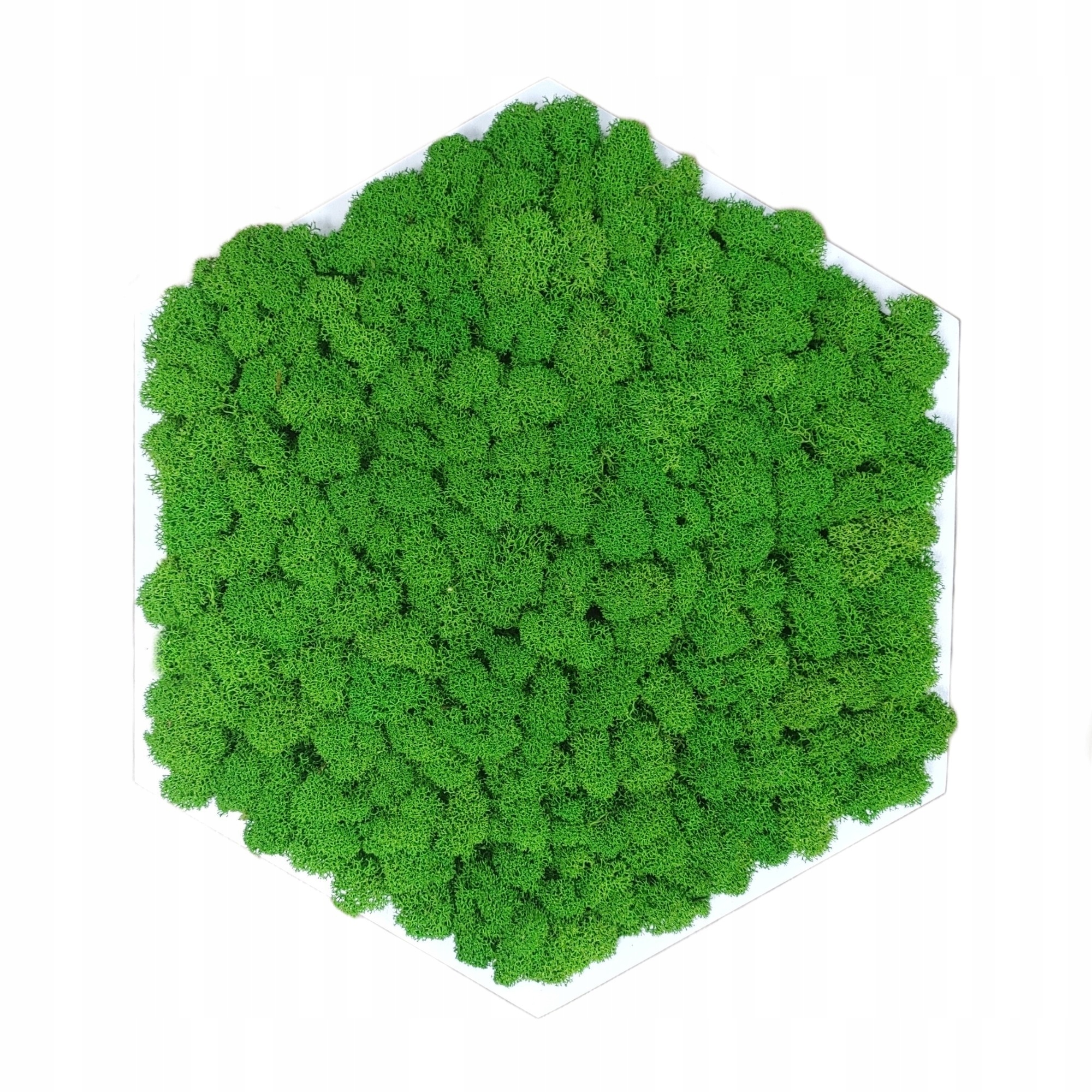 OBRAZ Z MCHU w drewnianej ramie HEKSAGON mech chrobotek ŻYWY OBRAZ handmade Marka inna