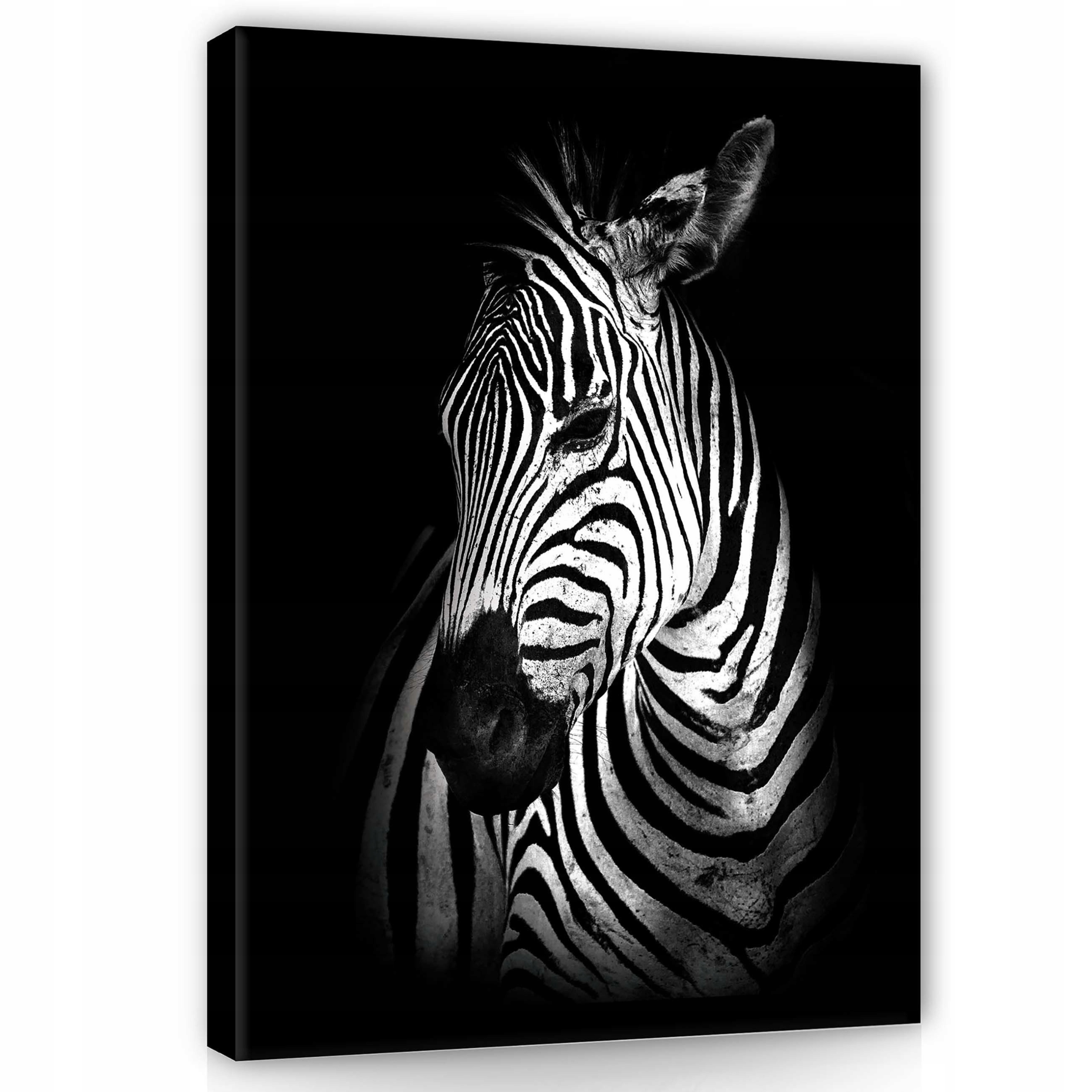 Obraz 75x100 Zebra černobílý portrét divoká příroda pruhy zvíře příroda