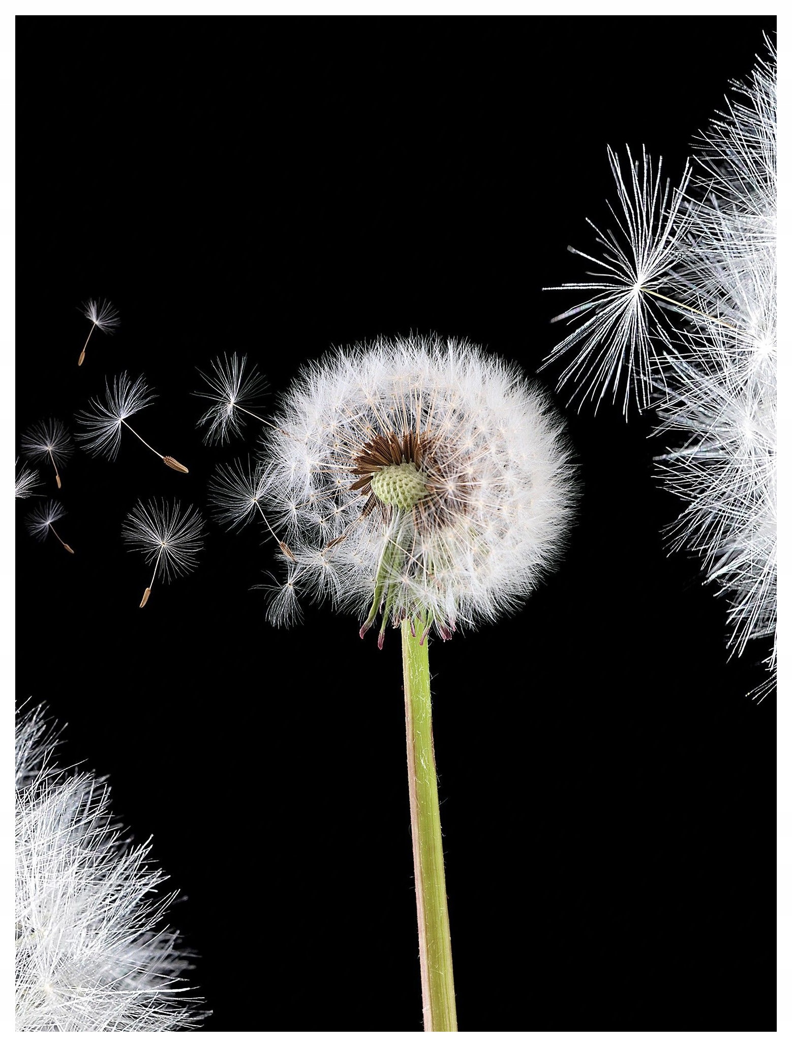 Fototapeta Púpava Makro Vinylová príroda 184x254 lepidlo