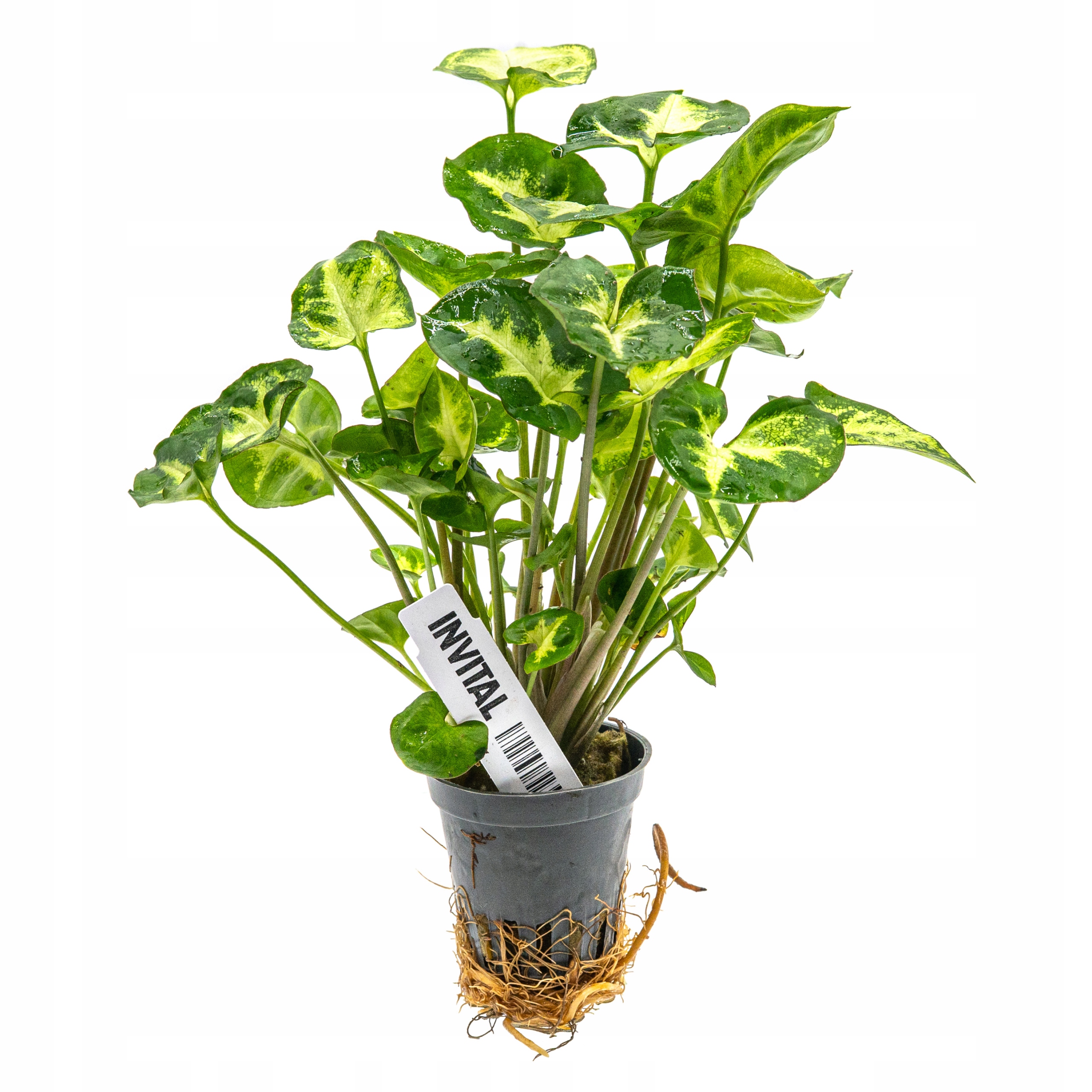 INVITAL Syngonium pixie koszyk Ø 5,5 cm