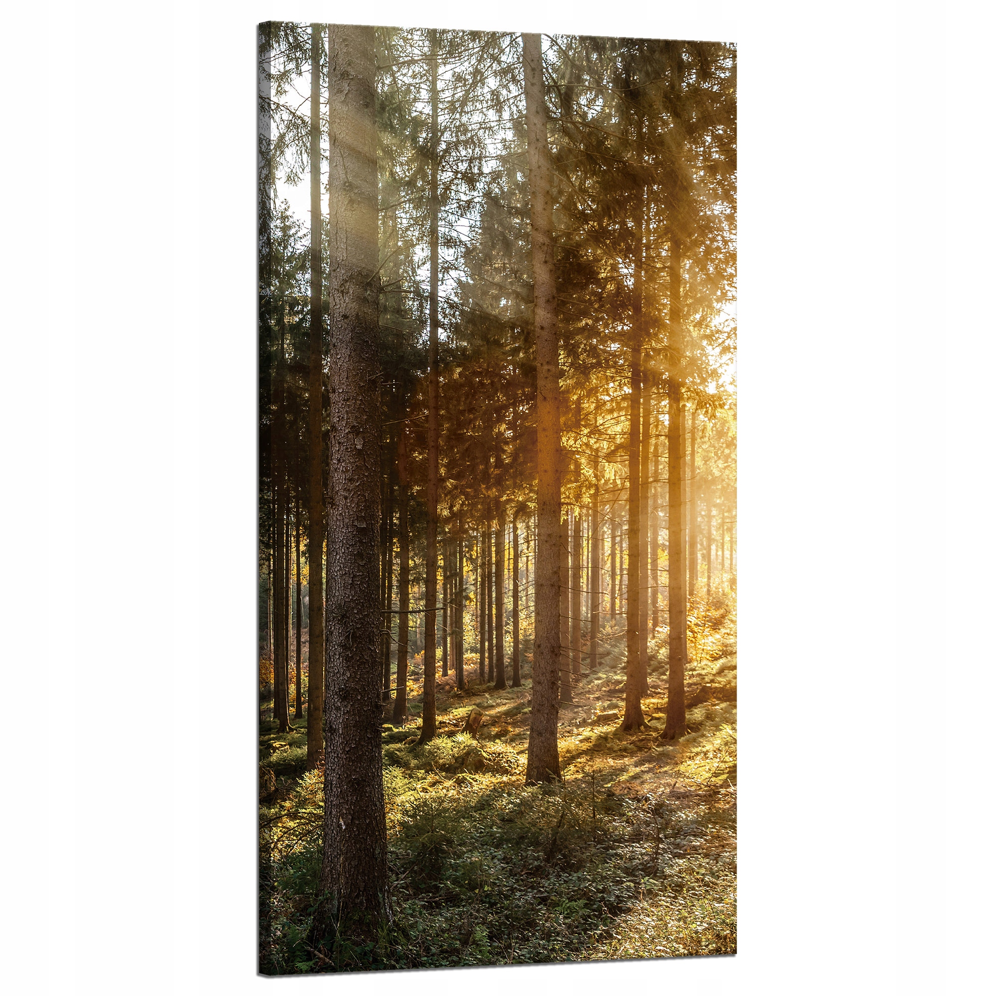 Obraz na plátně Břízy Stromy Slunce Ráno 60x120 cm