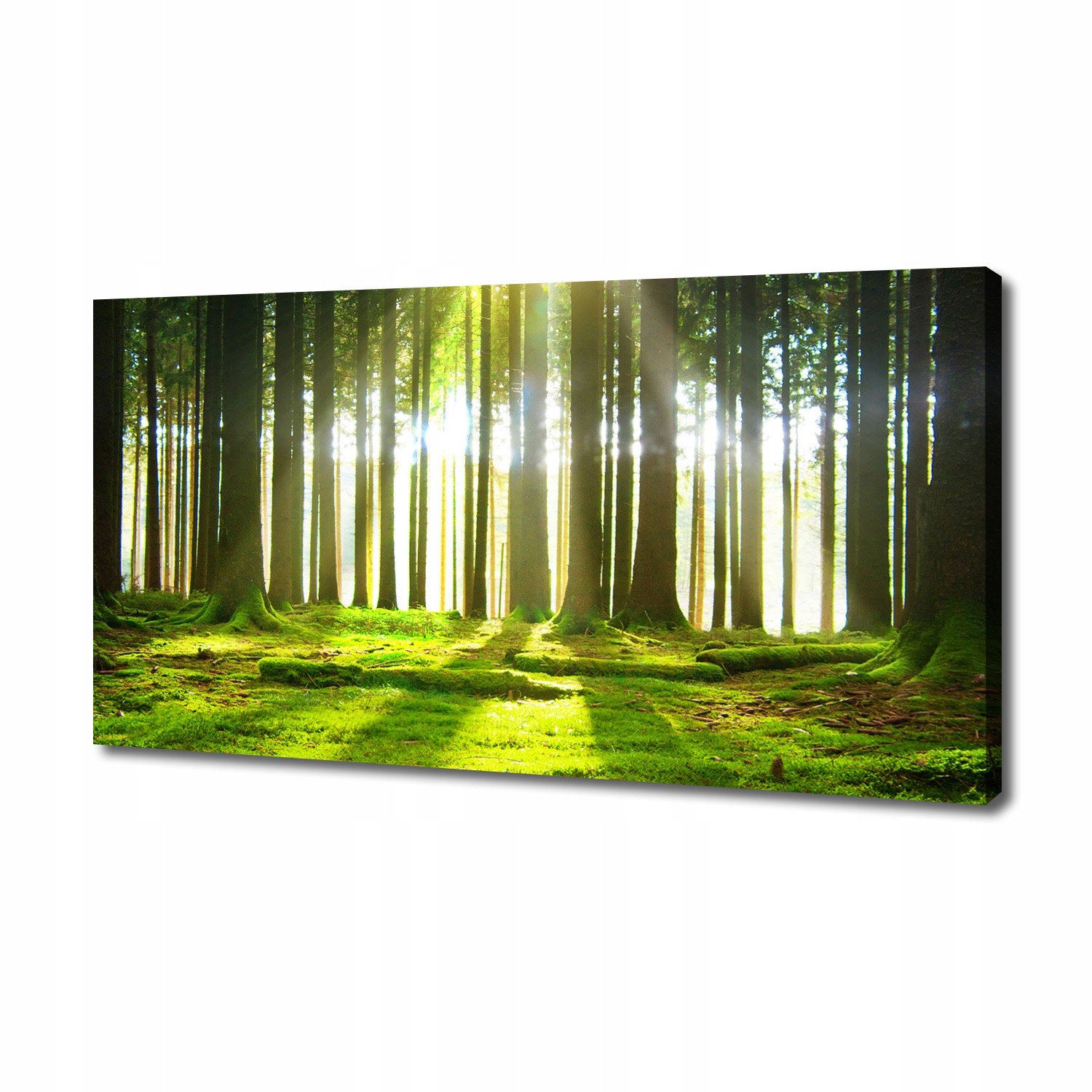 

Foto obraz duży na płótnie Las w słońcu 140x70 cm