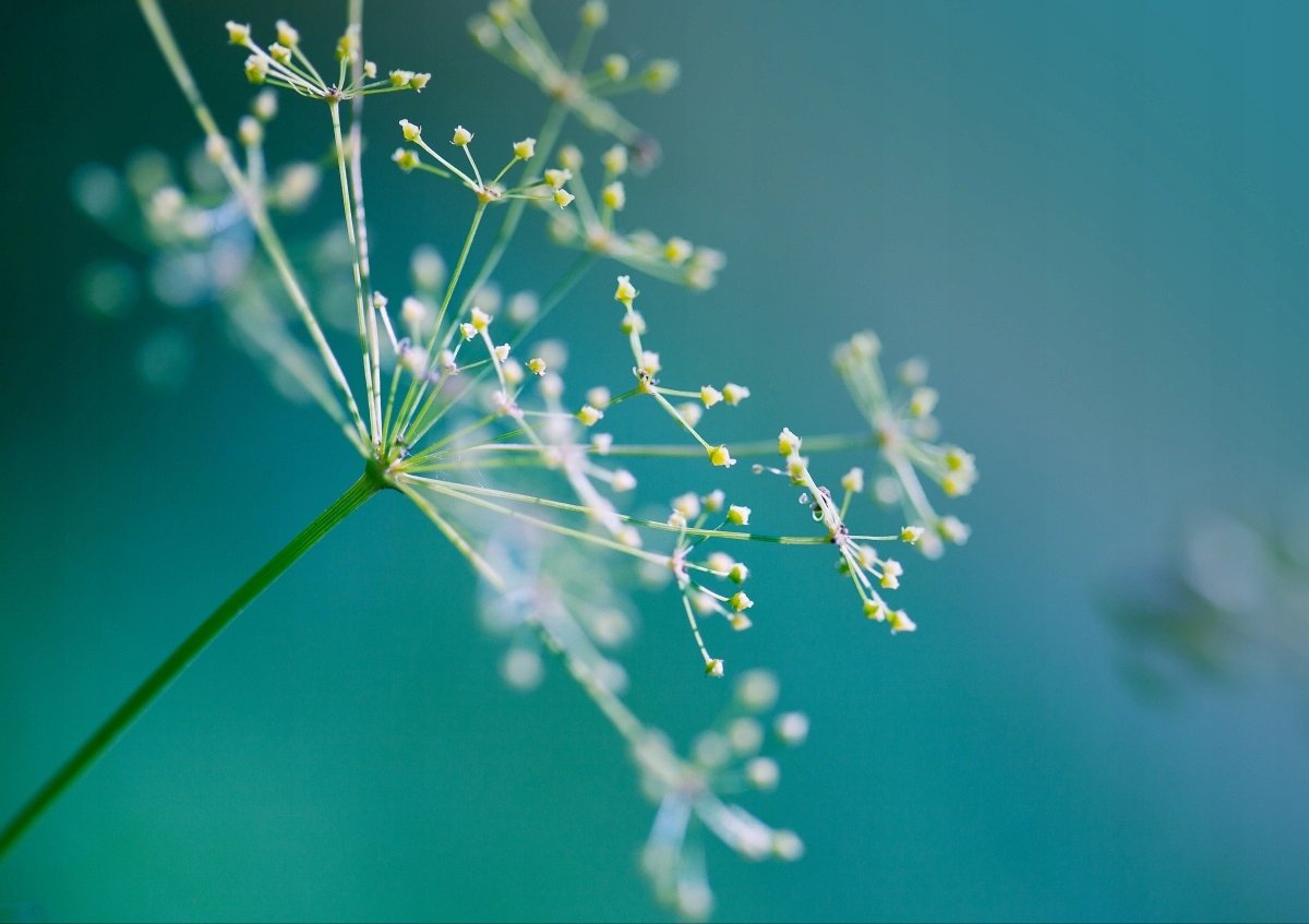 

Fototapeta Flizelinowa Koperek Kwiat - 208x146