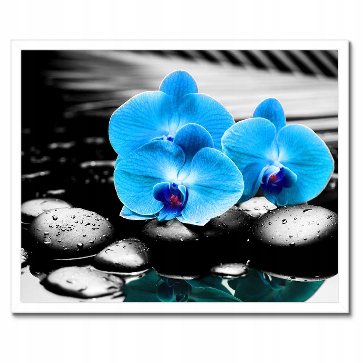 Plakáty v rámu 50x40 Tyrkysový orchidej Květina