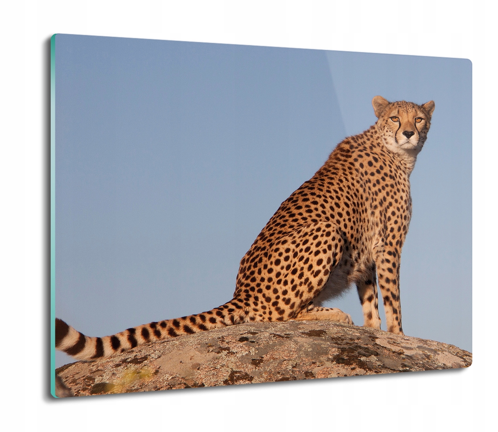 Gepard skála 60x52, prkénko s potiskem na krájení