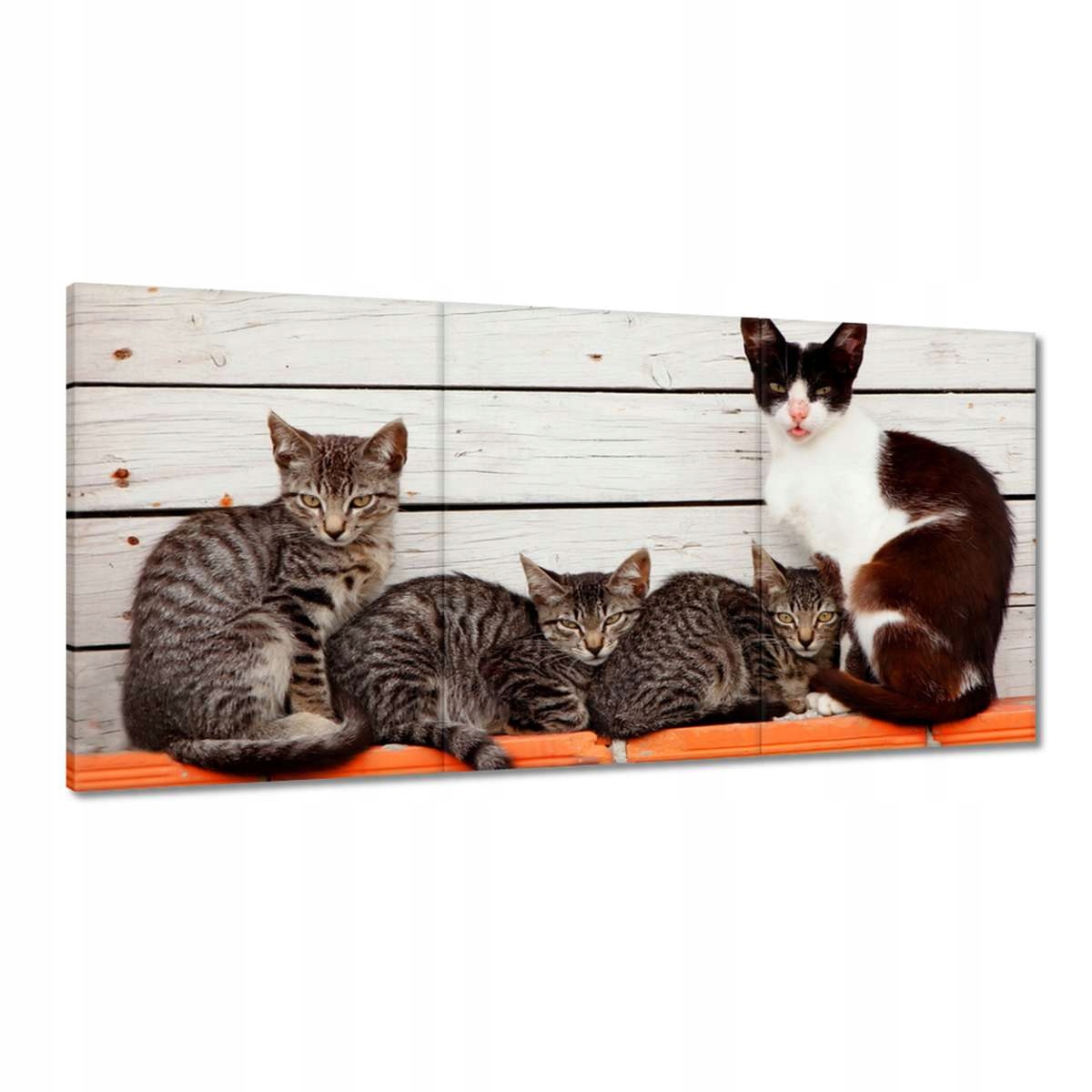 Obrazy 180x90 Mačka Mačky