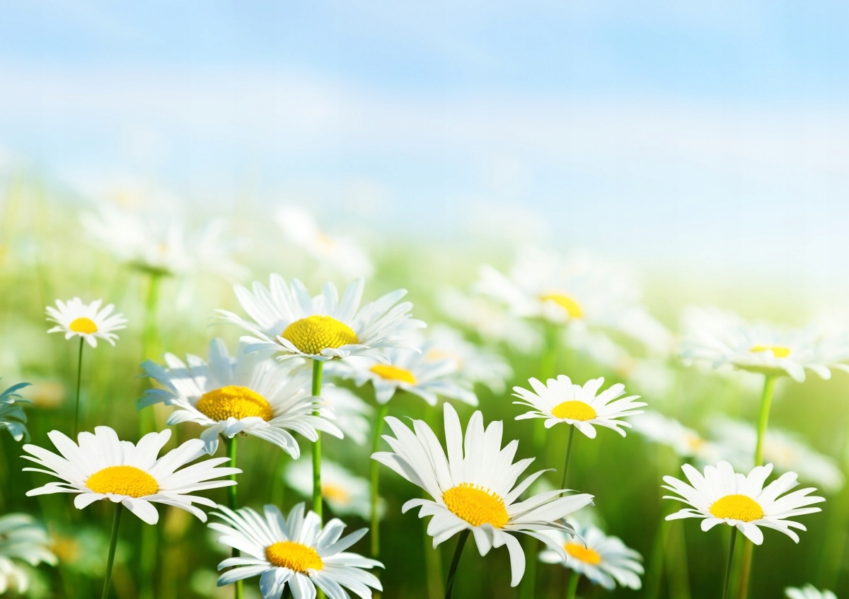 

Tapeta Flizelinowa Stokrotka Zielony - 208x146