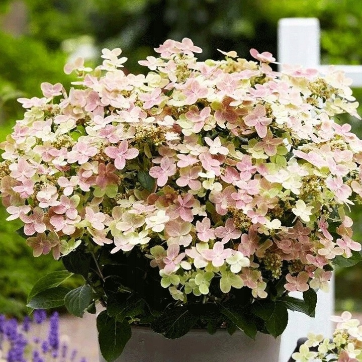 Hortensja Bukietowa POLESTAR sadzonka 2l Nazwa łacińska hydrangea paniculata