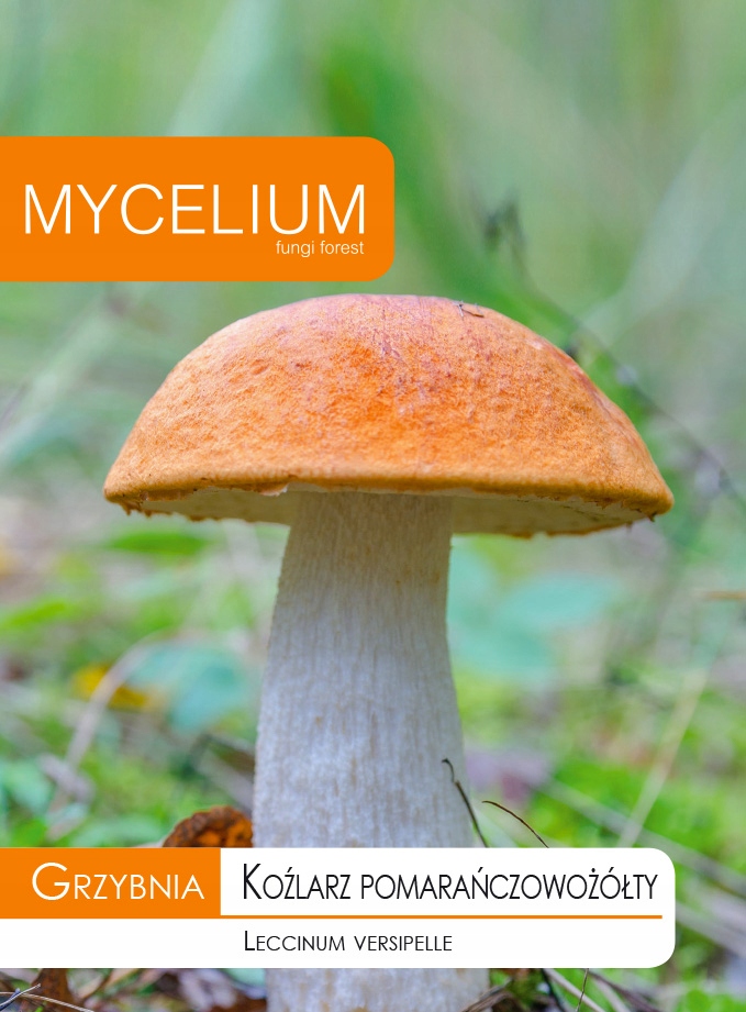 

Grzybnia Koźlarz Pomarańczowożółty Grzyby Leśne