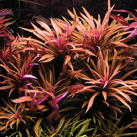 Pogostemon kimberley - RA koszyk duży XXL - RARYTAS !!!