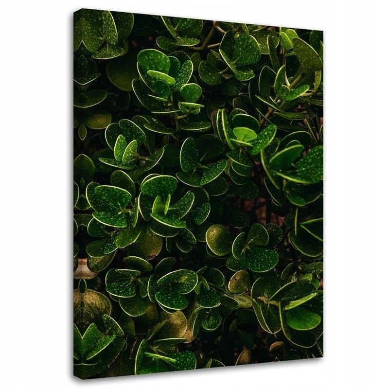 Obraz na plátně, Exotické zelené listy 60x90