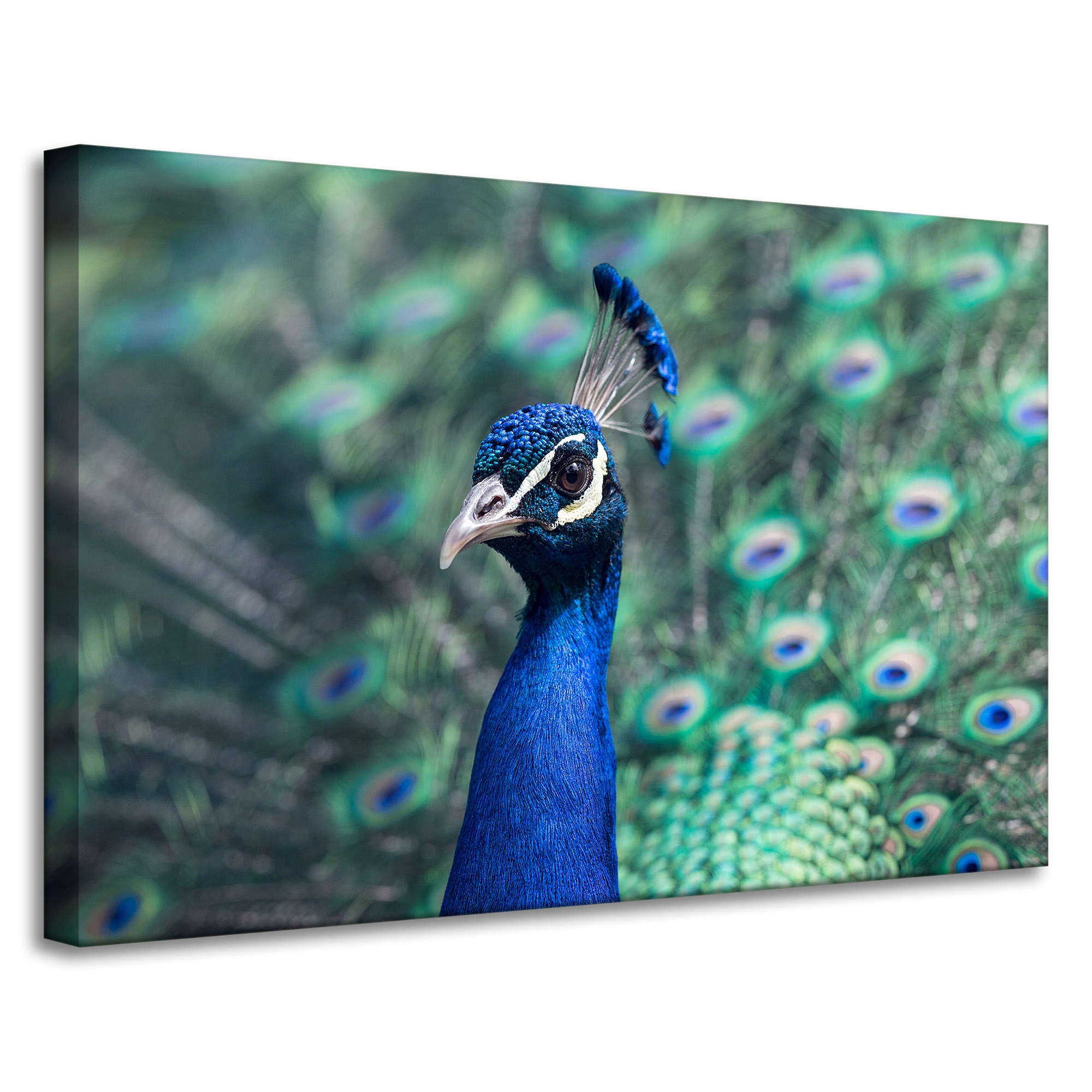 Obraz na plátně Pták Zvířata Pyšný Páv 90x60 cm