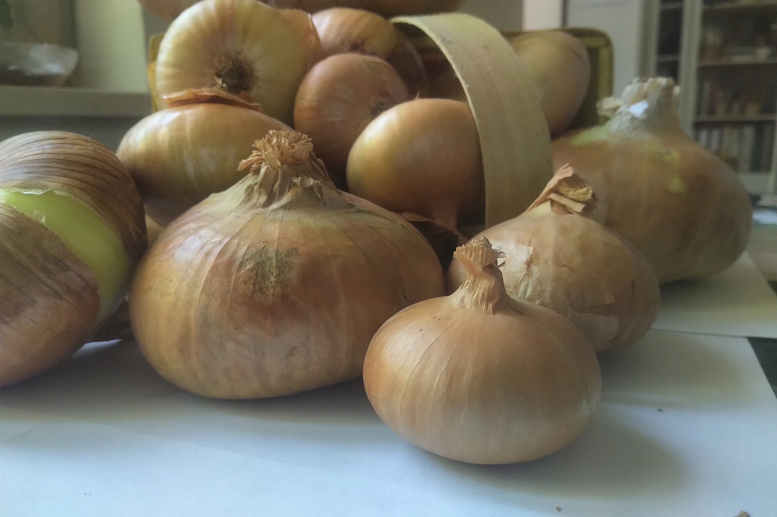 Levně Cibule polská 10kg sklizeň 2025