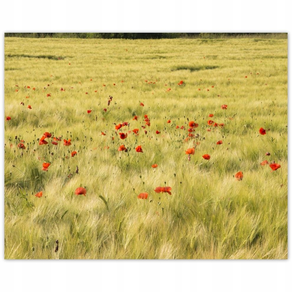 

Plakat 50x40 Maki na polu