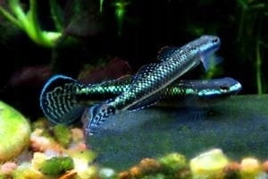 Babka blue neon - Stiphodon spp.