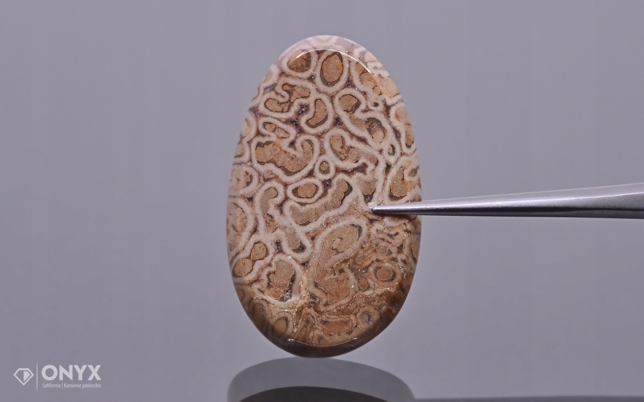 Zkamenělá palma konvexní nepravidelná dlažba 31x19 mm