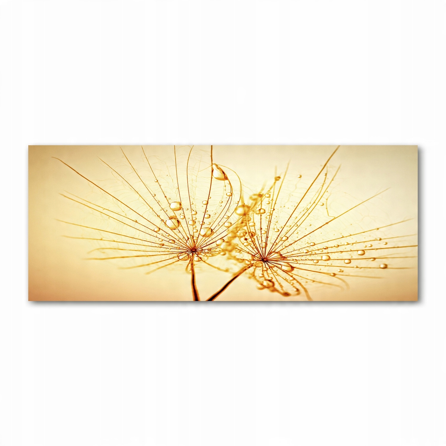 

Foto obraz szkło akryl Nasiona dmuchawca 125x50 cm
