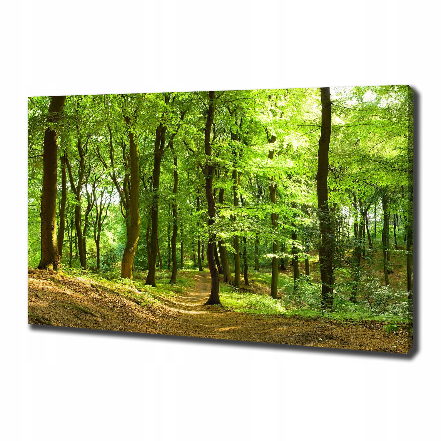 

Foto obraz na płótnie Leśna ścieżka 100x70 cm