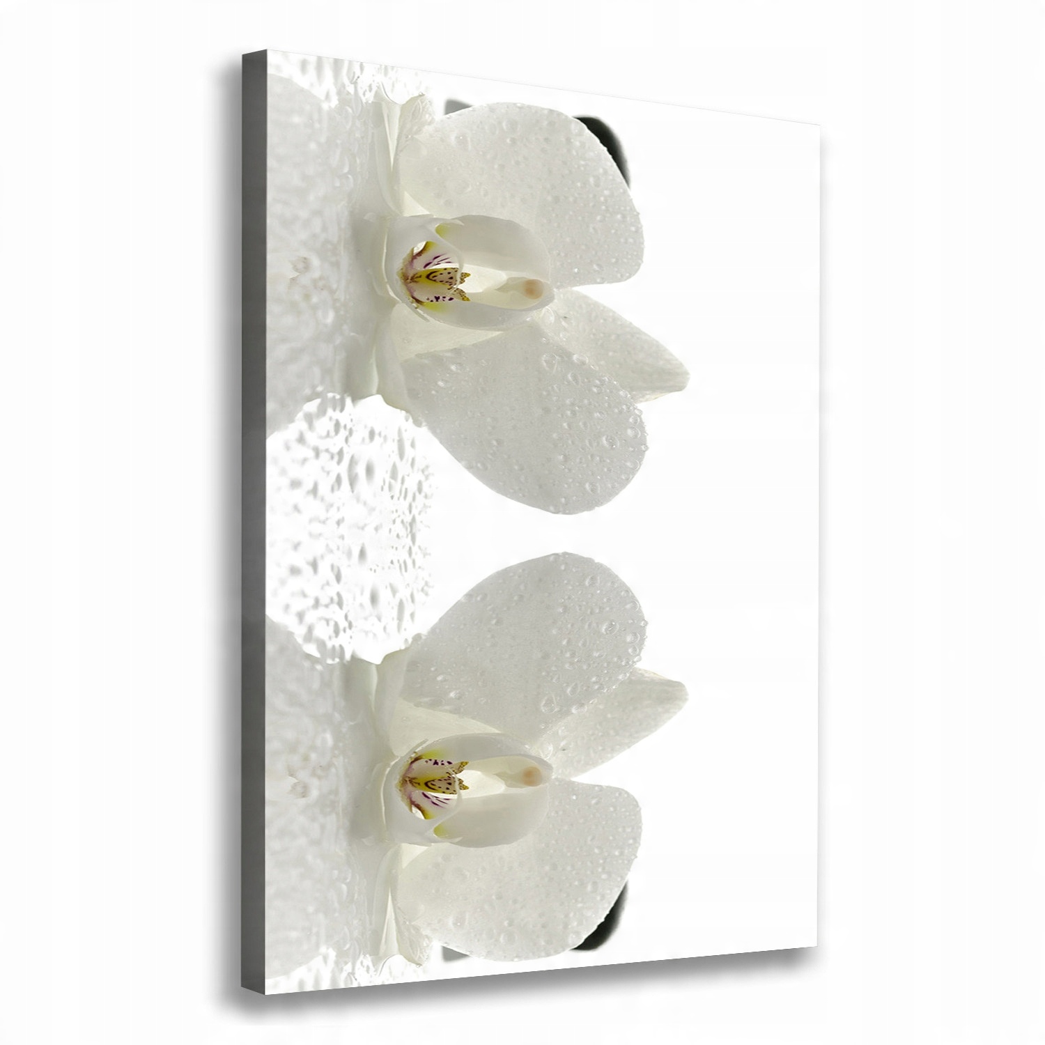 

Foto obraz na płótnie Orchidea i kamienie 70x100cm