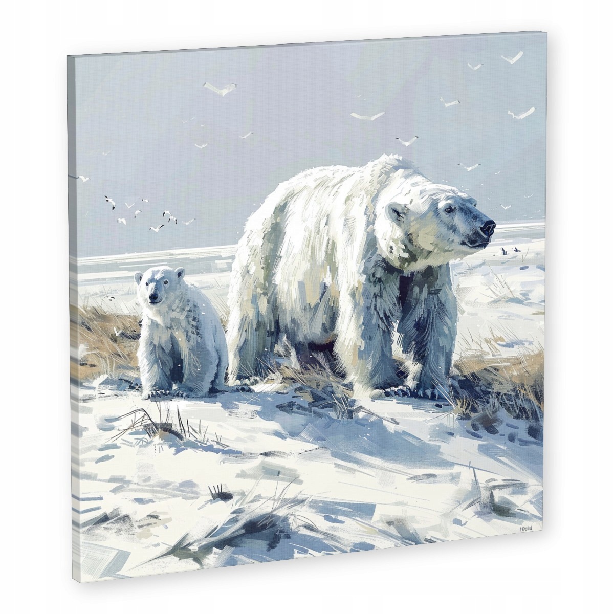 Obraz Na Plátně Canvas Polární Medvěd Bílý Medvídek Zima Pól 50x50