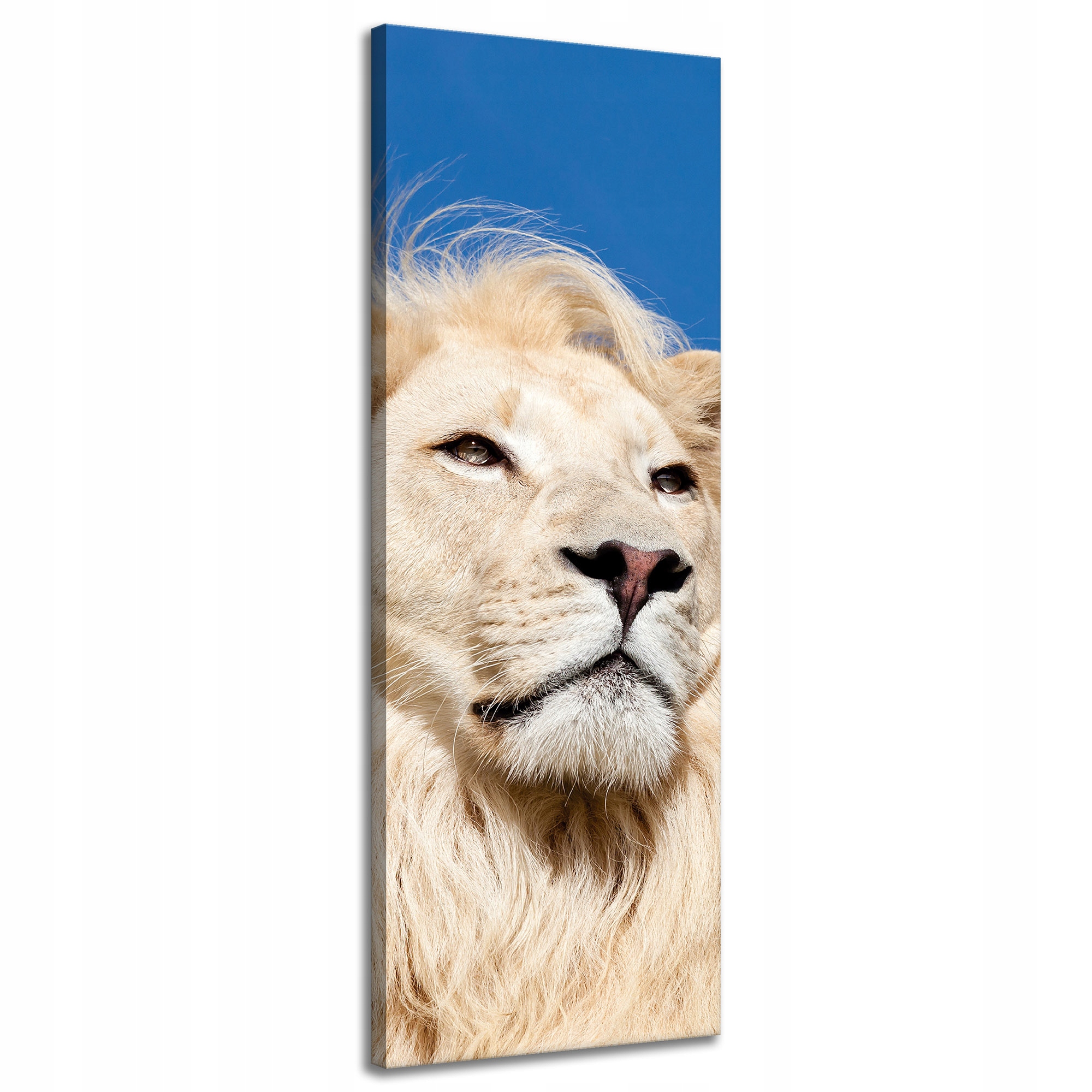 Obraz na plátně Krásný světlý lev Vlasy Příroda 40x120 cm Ideální jako dárek