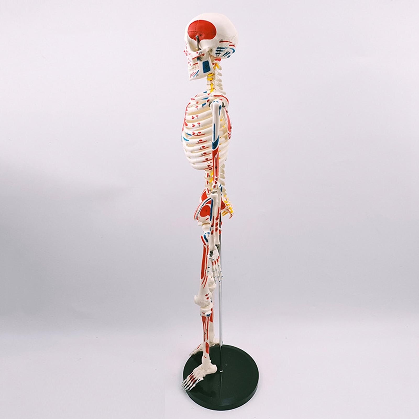 33andquot; Model for Children Human Anatomy Study Marka Inna