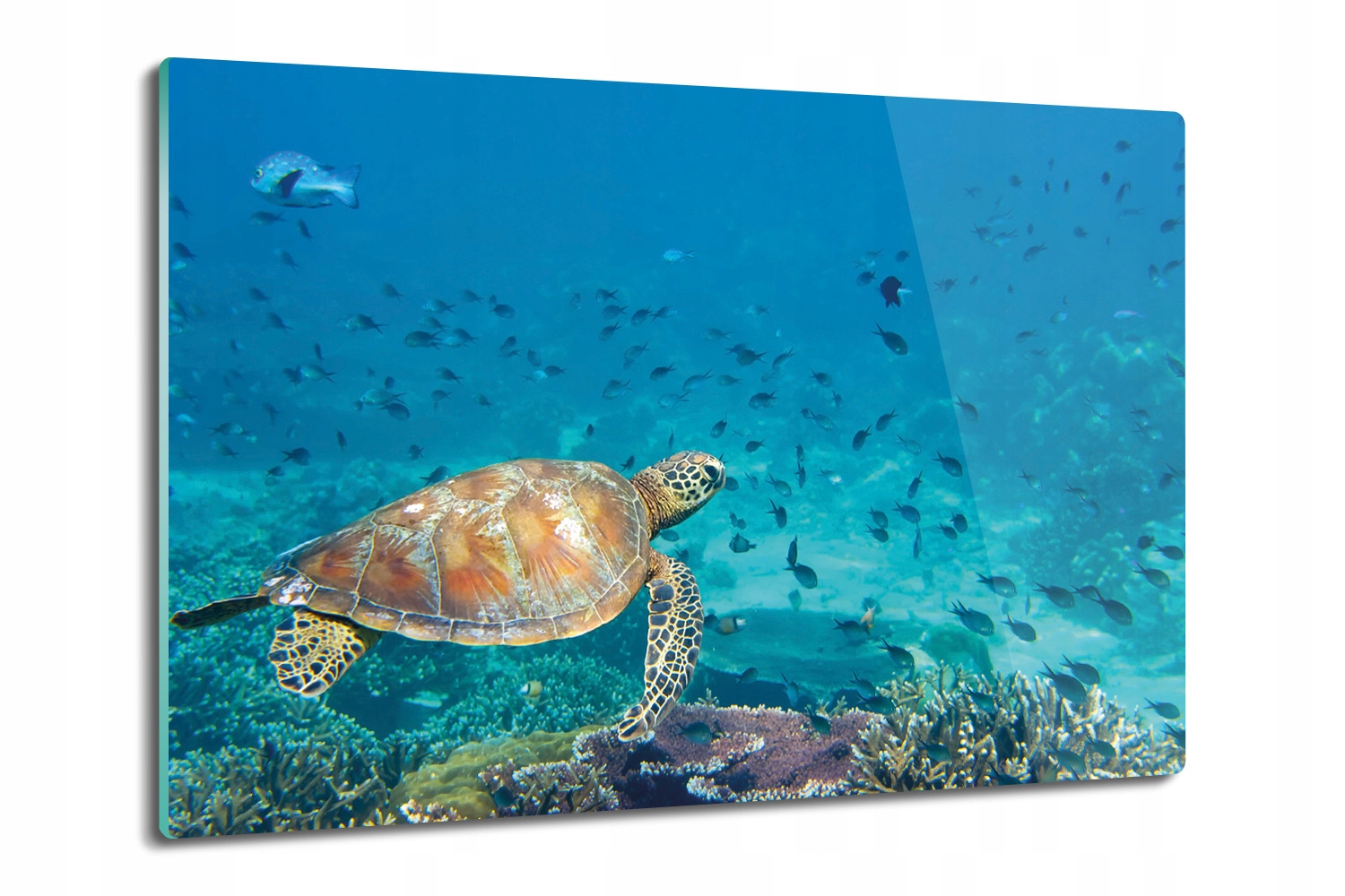 

deska na blat kuchenny Żółw ryby rafa ocean 80x52