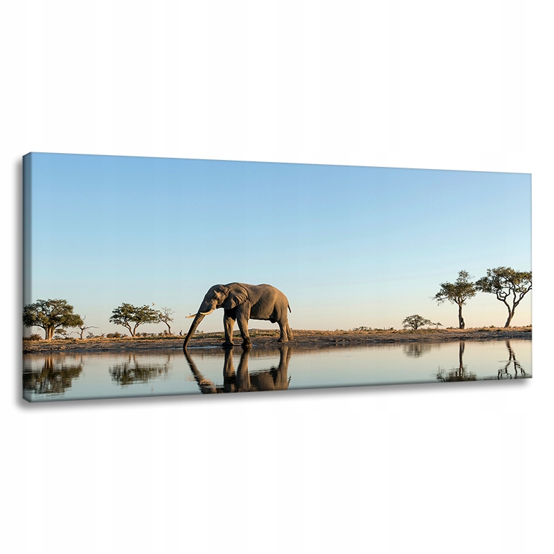 Obraz na plátně Slon pijící vodu v přírodním prostředí 120x60 cm