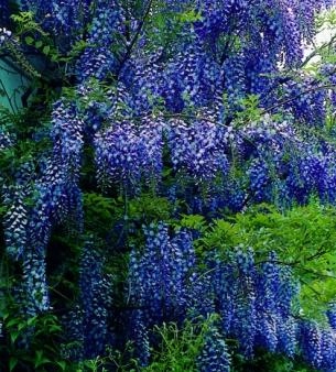 ГЛИЦИНИЯ ГОЛУБАЯ СКАЗОЧНАЯ ЛИАНА .