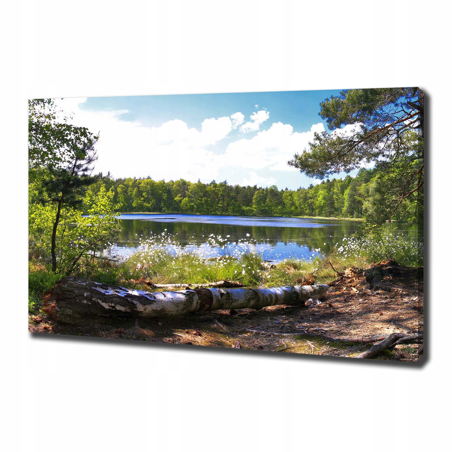

Foto obraz na płótnie Leśna panorama 100x70 cm