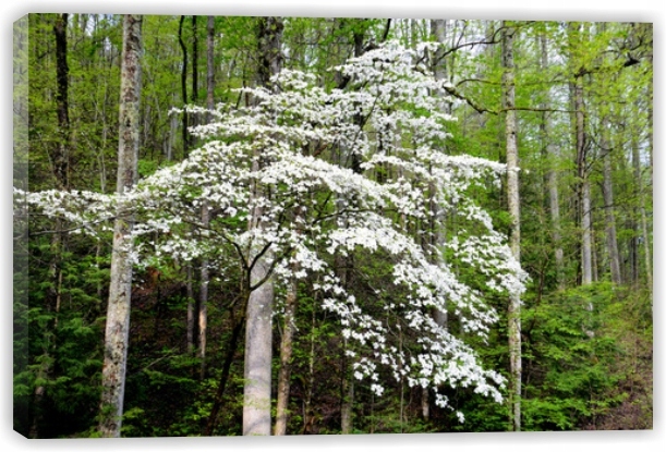 

Obraz Obrazy na płótnie Góry Krajobraz 70 x50 CM