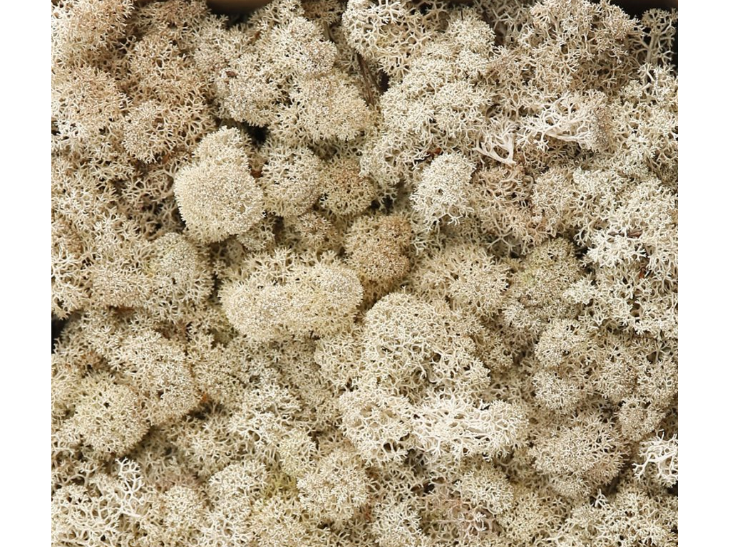 

Mech Chrobotek Reniferowy Naturalny Las w Słoiku