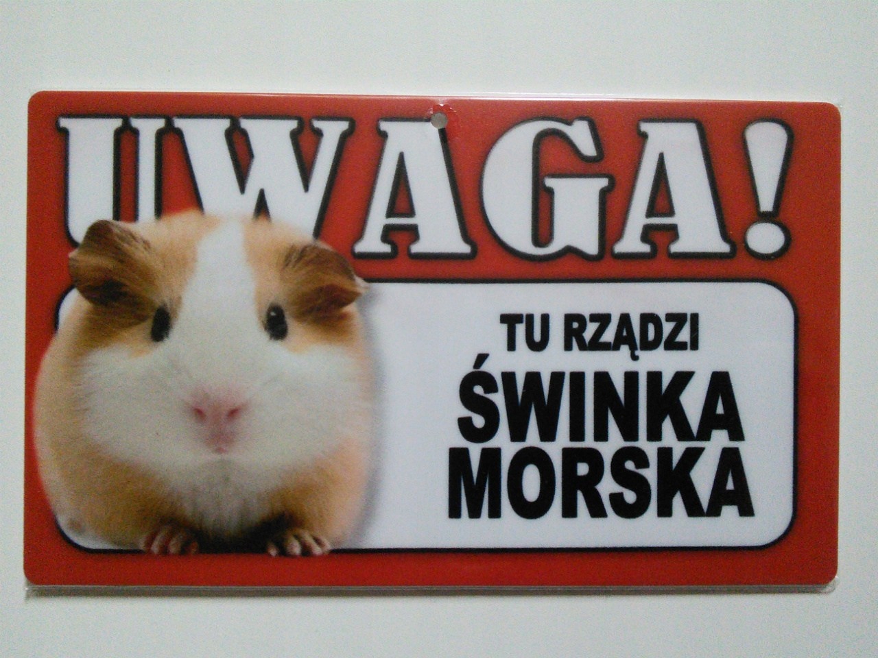 

Tabliczka ostrzegawcza Tu Rządzi Świnka Morska