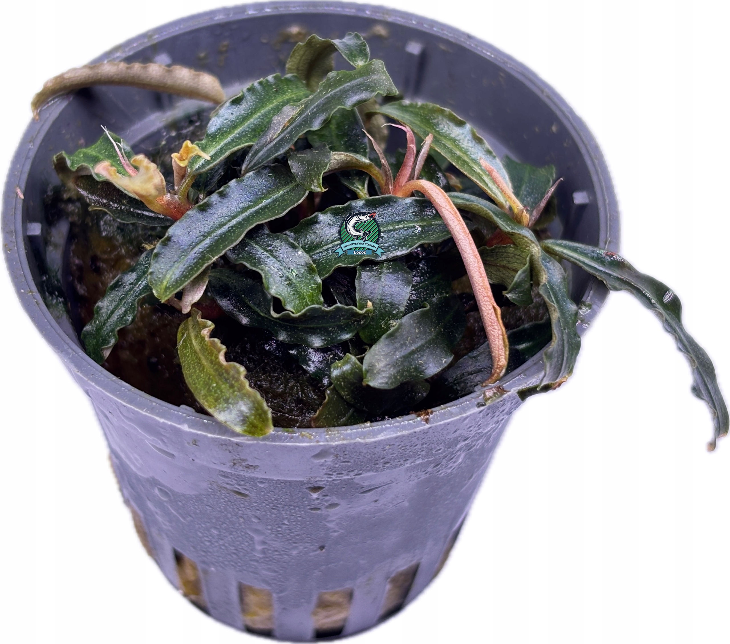 Bucephalandra sp. 'Mini Red' [корзина]