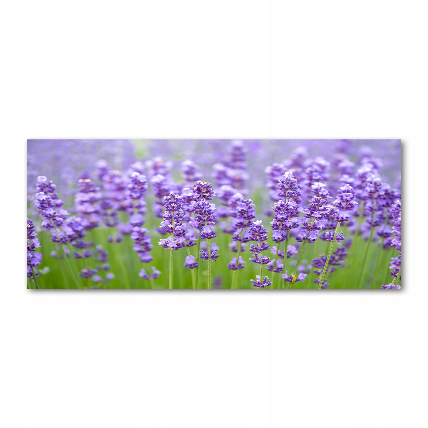 

Foto obraz duży akryl nowoczesny Lawenda 125x50cm