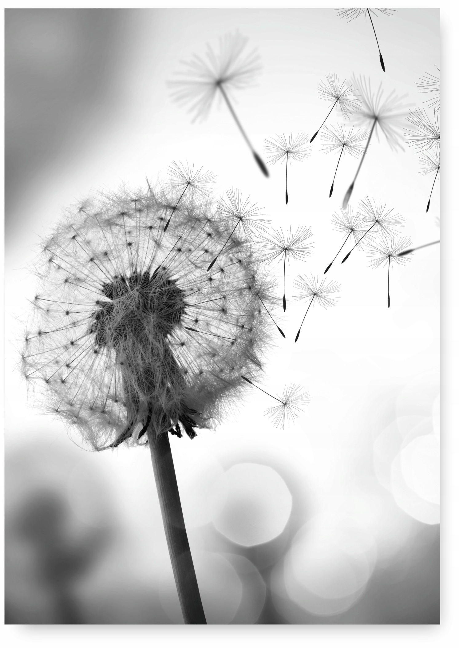 DMUCHAWIEC plakat A2 59,4x42cm #65D