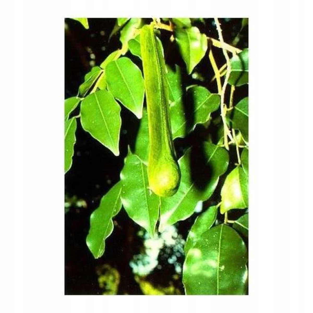 OLEJEK ETERYCZNY DO SAUNY NATURALNY BASSAU PERU 15ML AROMATERAPIA Marka Bassau