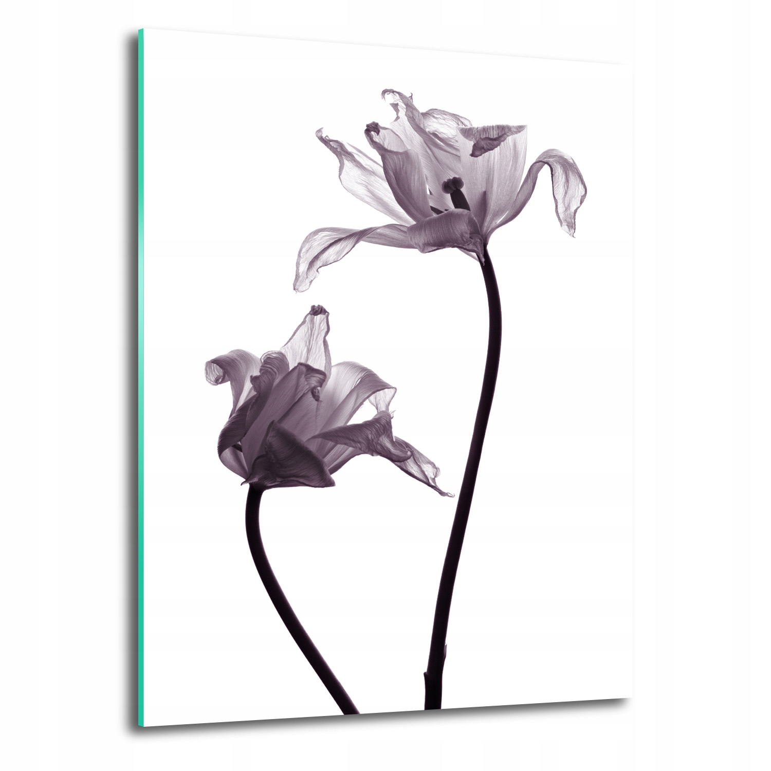 Fotoobraz na nástěnném skle dekor Tulipány sépie 70x100