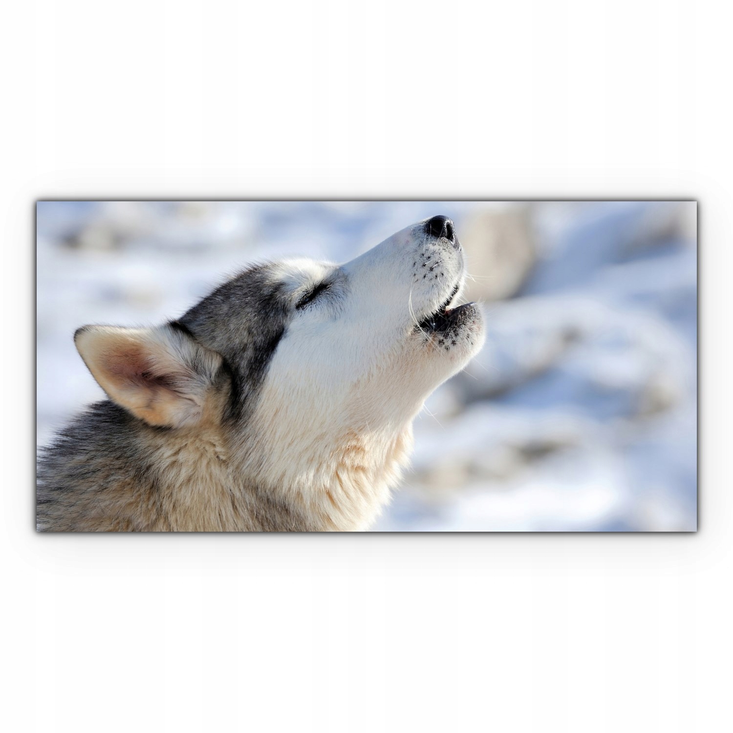 

Fotoobraz na płótnie 100x50 Pies Husky Syberyjski