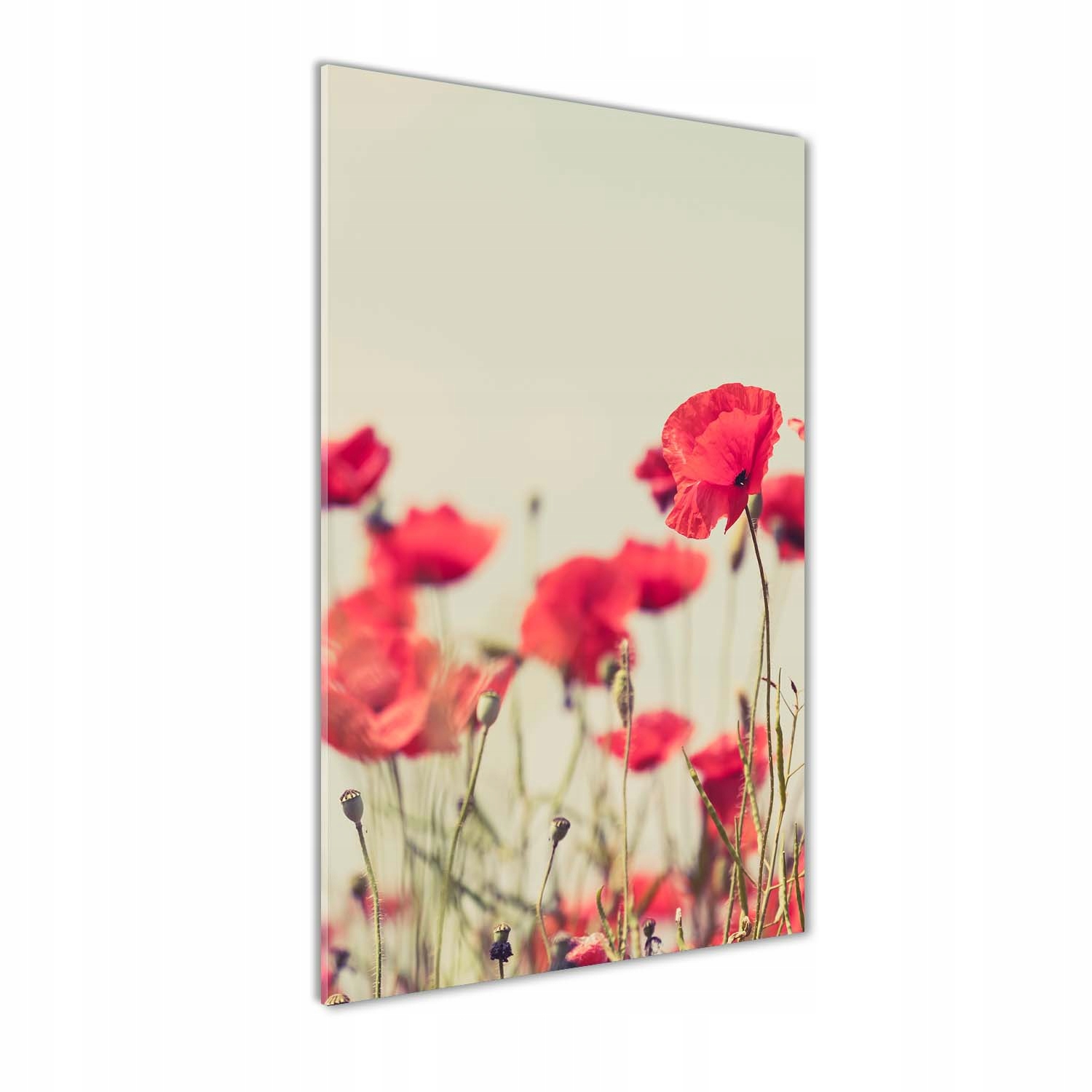 

Foto obraz akrylowy na ścianę Polne maki 70x140cm