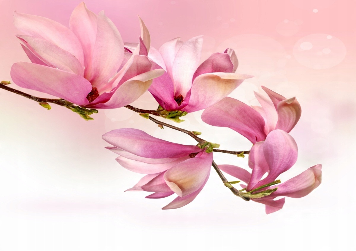 

Tapeta flizelinowa Magnolia 312x219