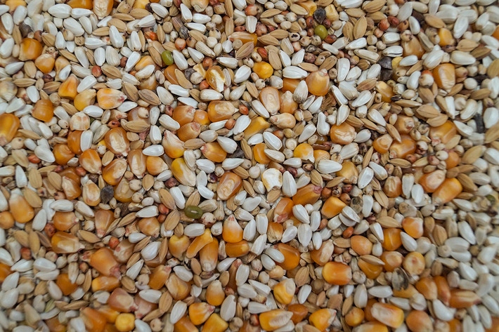 Karma Lekkostrawna Extra, bez grochu 20kg, Gold Wings