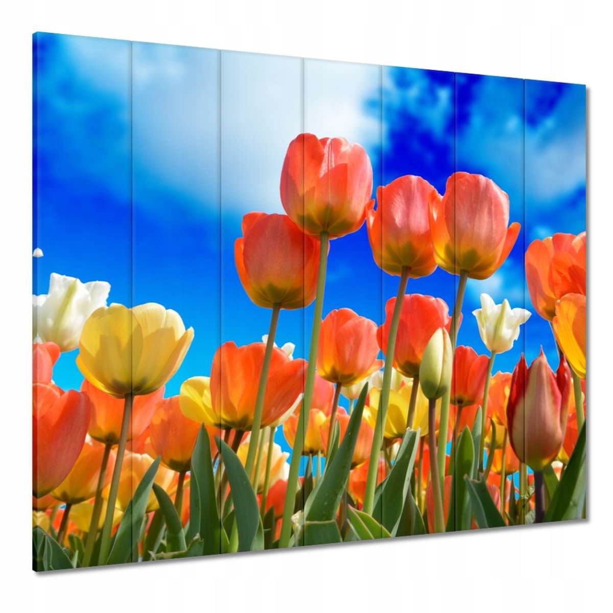 Obrazy 210x195 Kolorowe tulipany