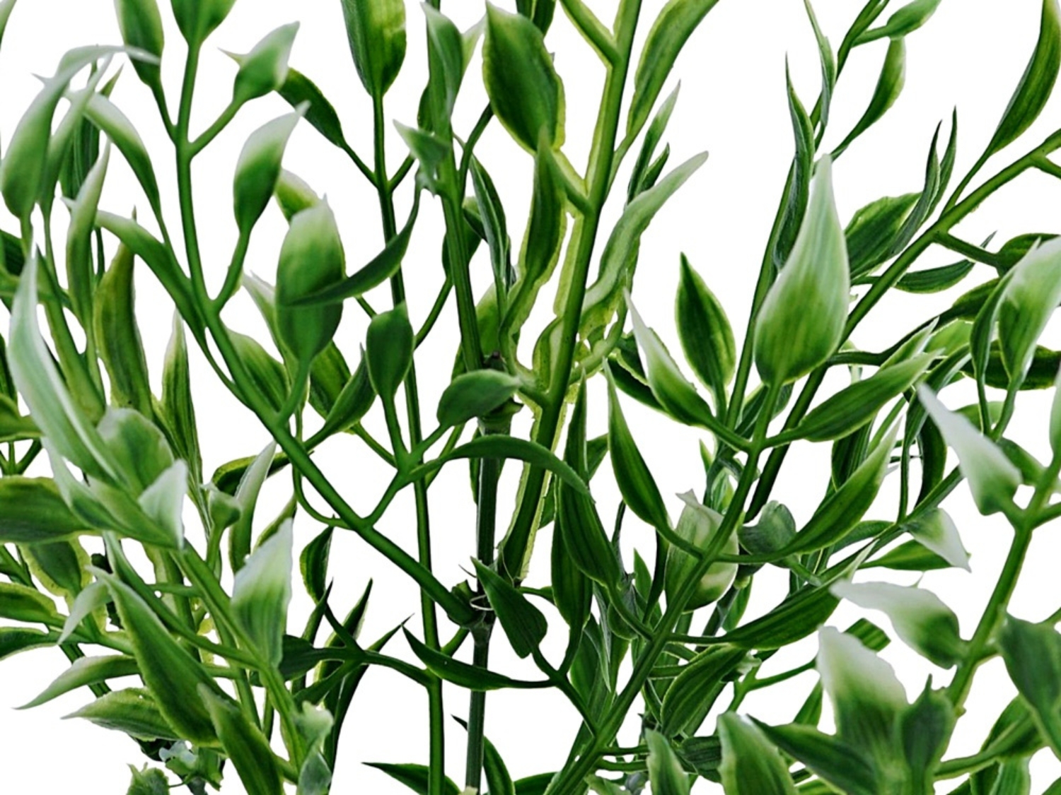 GĘSTA GAŁĄZKA RUSKUS BIELONY ZIELONA DEKORACJA DODATEK DO STROIKÓW Marka Topoblu