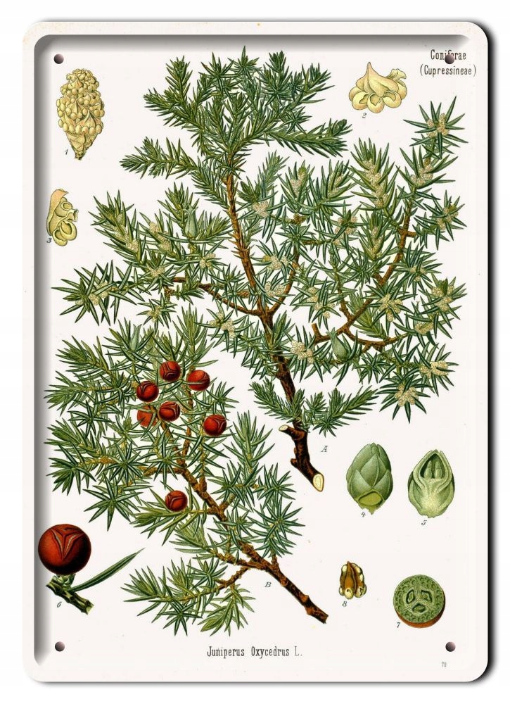 Botanika Plakat Metalowy Szyld Obrazek #21162