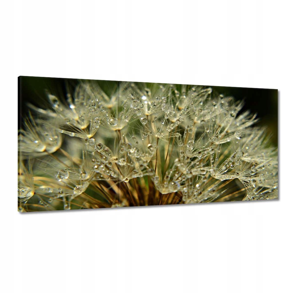 Obrazy 180x90 Púpava Kvet Kvety