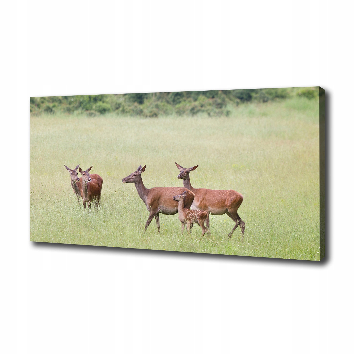 

Foto obraz na płótnie Sarny z młodymi 100x50 cm