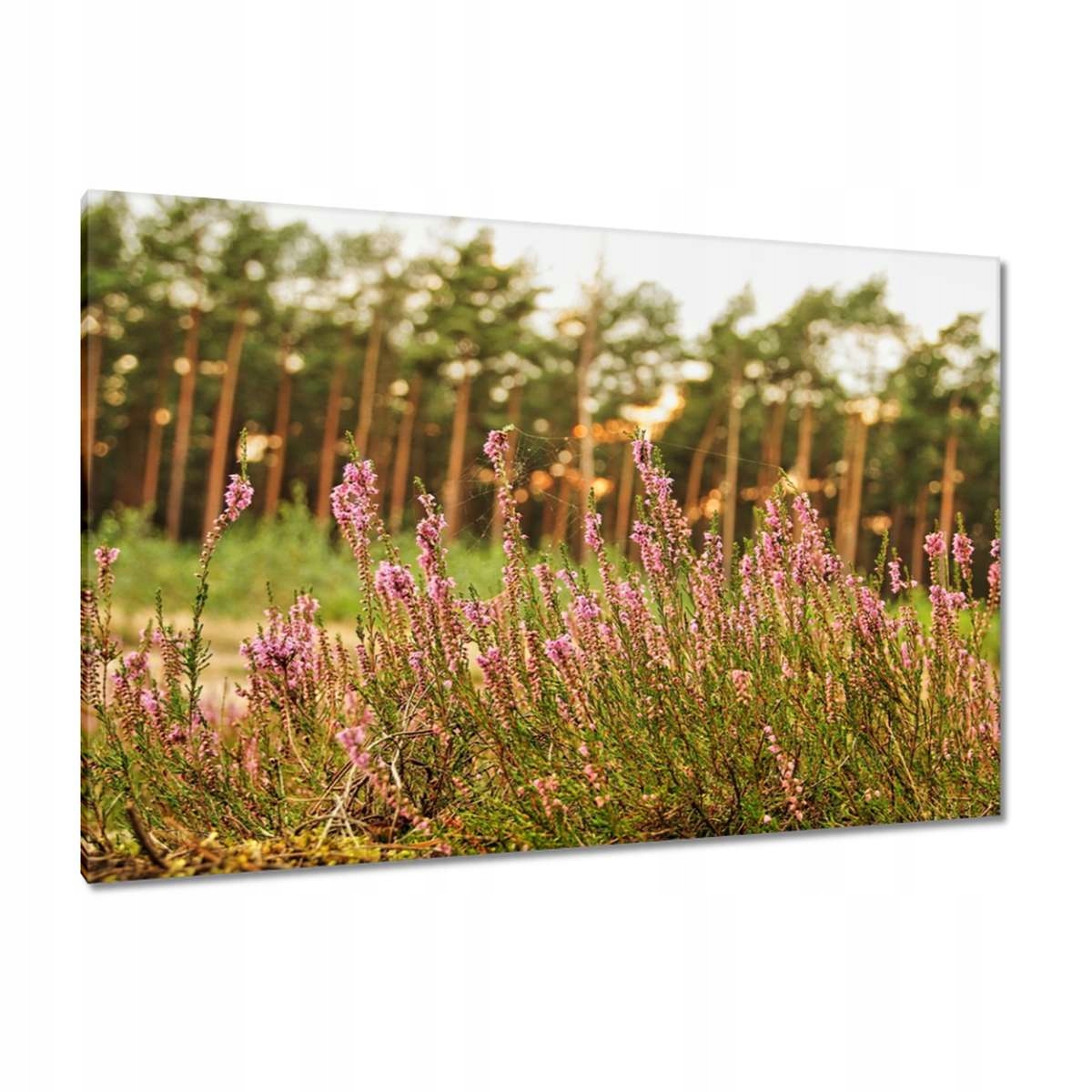 Obrazy 120x80 Vřes opletený pavučinou