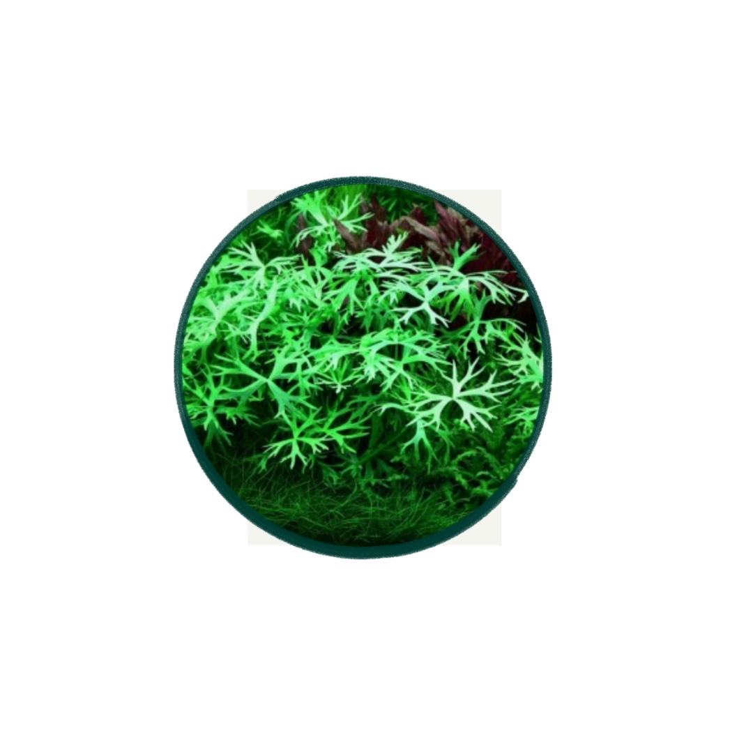 Ranunculus inundatus - 2 szczepki
