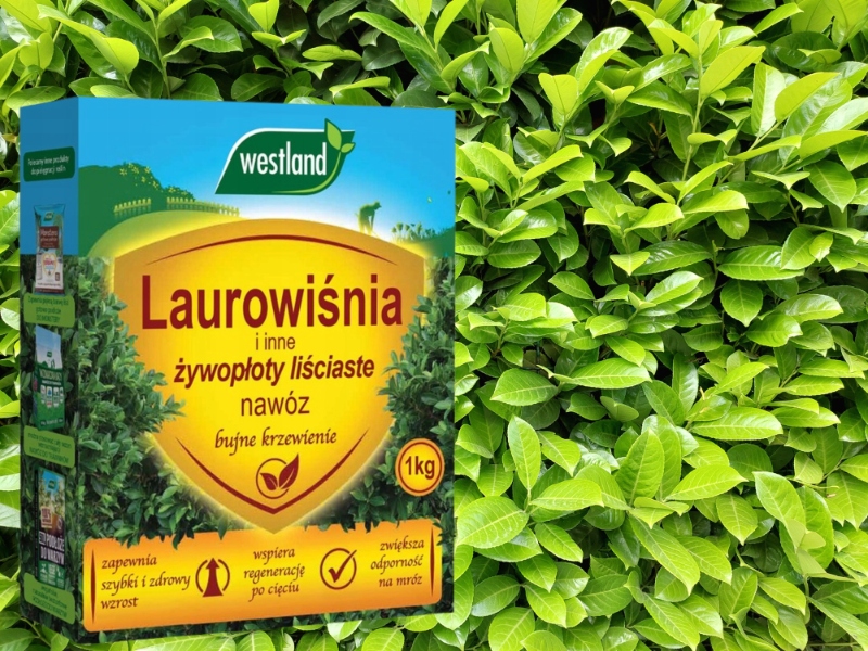 NAWÓZ DO LAUROWIŚNI I INNYCH ŻYWOPŁOTÓW LIŚCIASTYCH BUJNE KRZEWIENIE 1KG Forma granulat